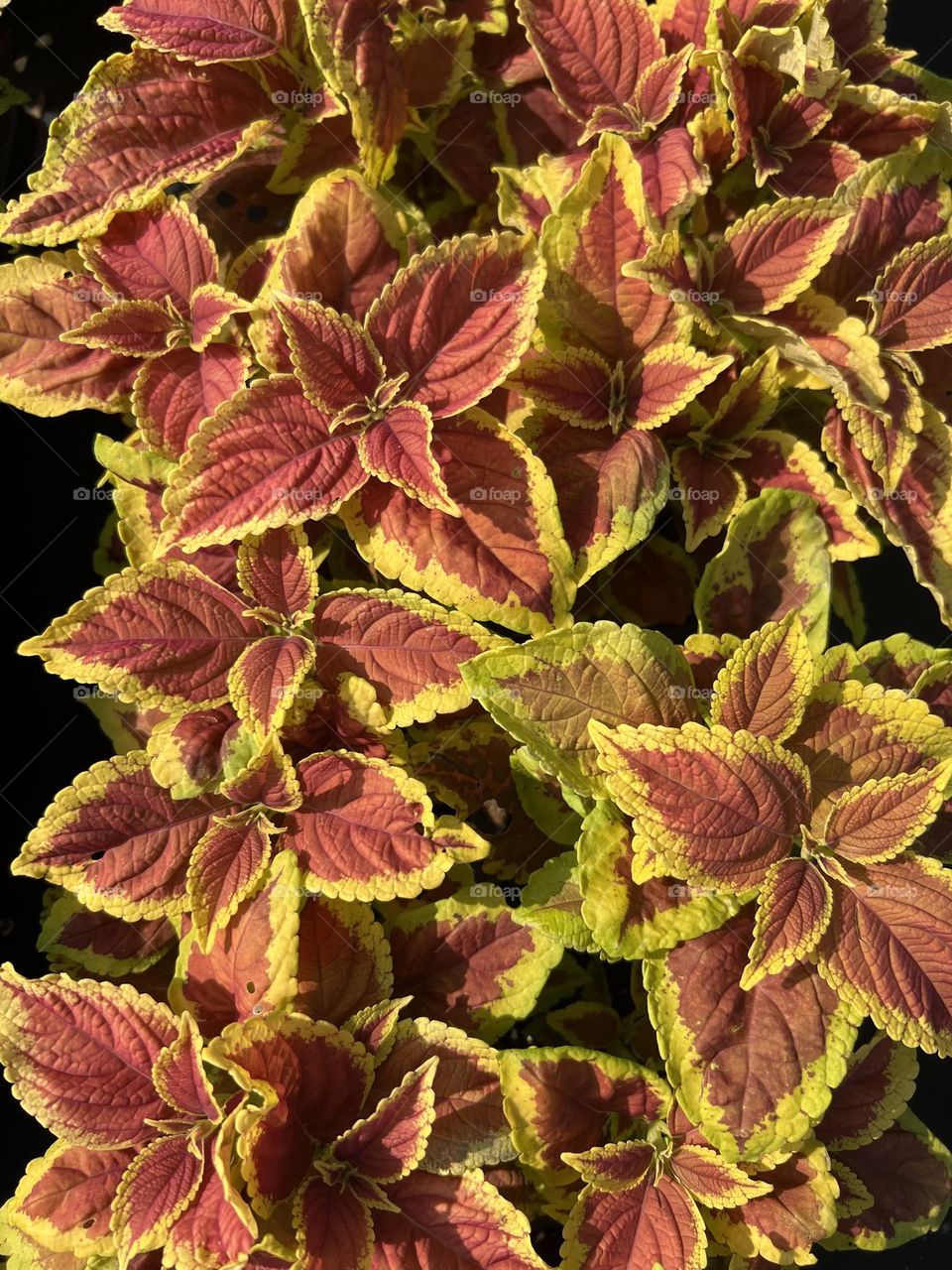 Coleus