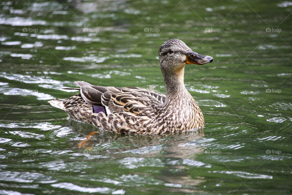 Cute duck swimming in the pond