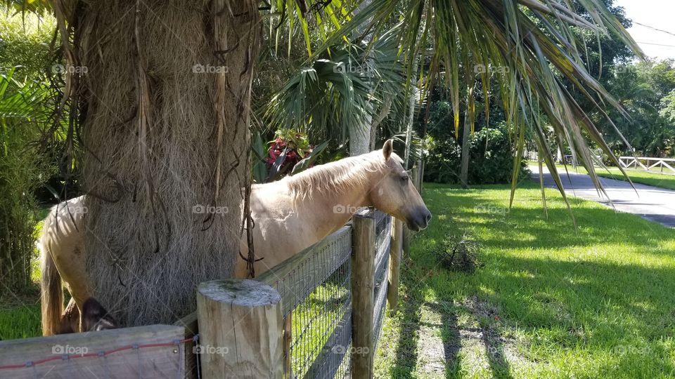 Davie, Florida,  a town just west of Fort Lauderdale,  known as Horse Country. I  had to take this Beautiful picture after I was petting her.