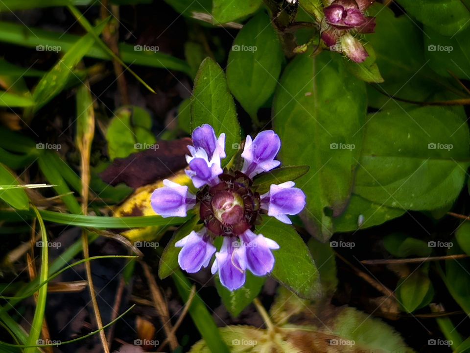 Heal All used by the Native Americans