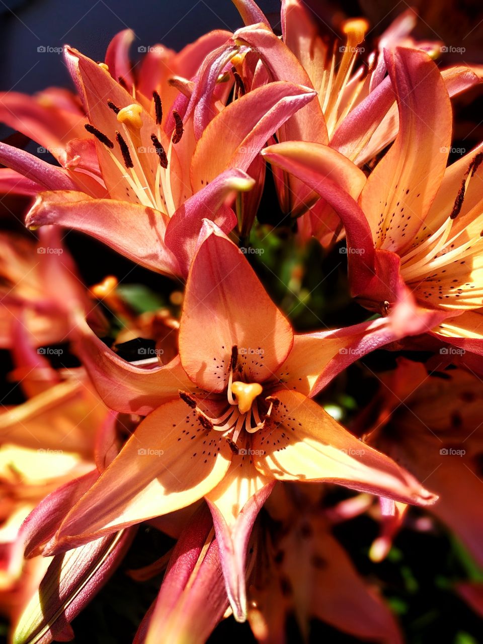 Spring Showers Bring Summer Flowers