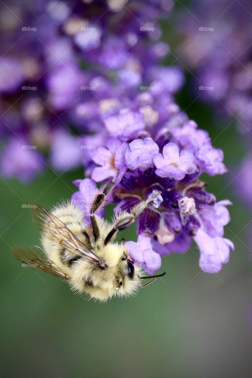A fuzzy yellow bumblebee collects nectar from a delicate purple flower at the height of summer in Washington State 