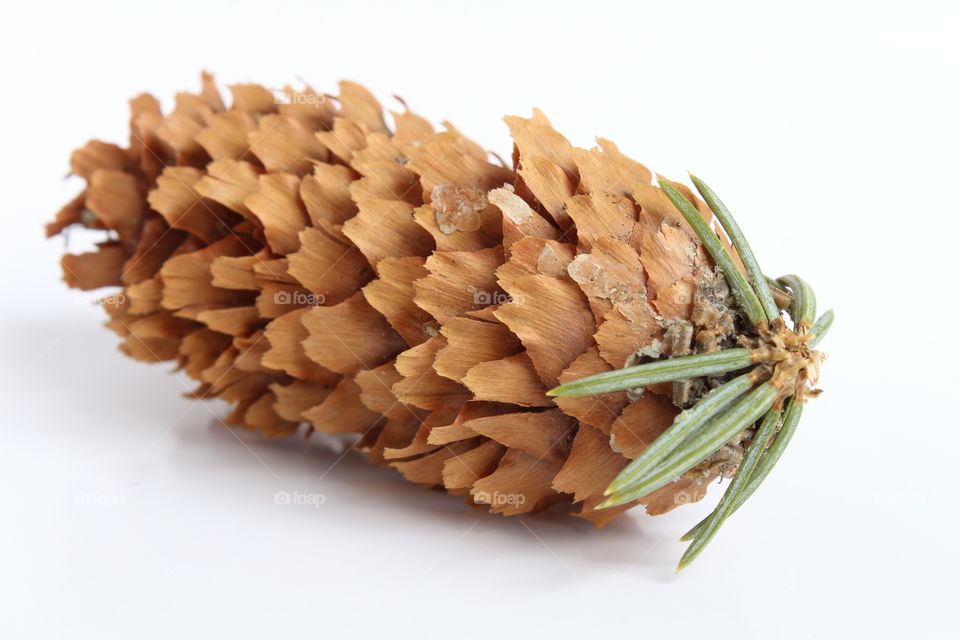 pine cone isolated