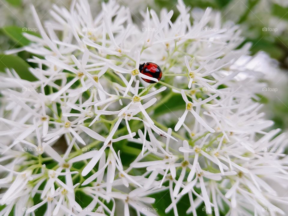 The Chinese Fringe-tree & a ladybug