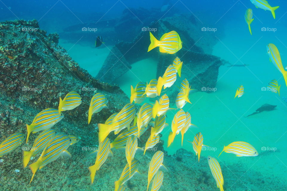 Group of fish
