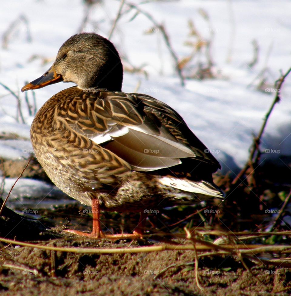 Nap time. Mallard hen taking a nap