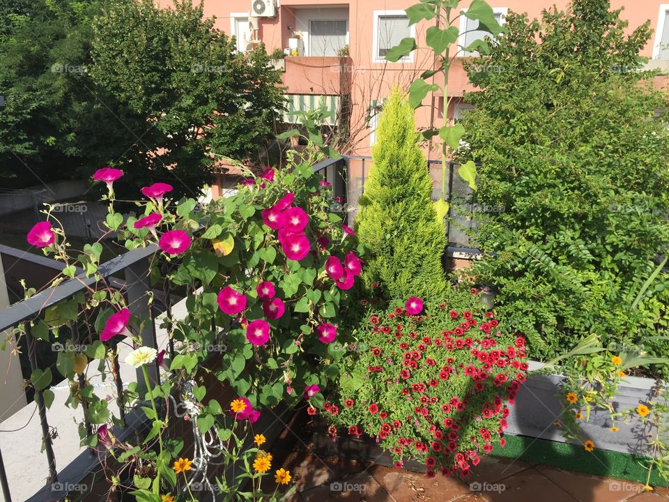 Corner full of plants and flowers