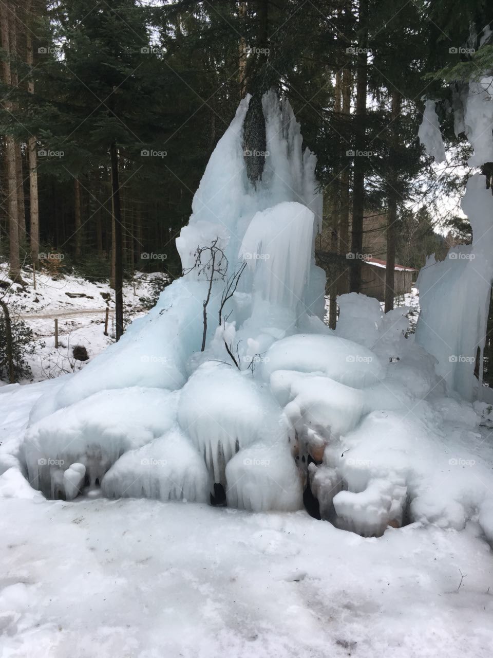 Tree in ice