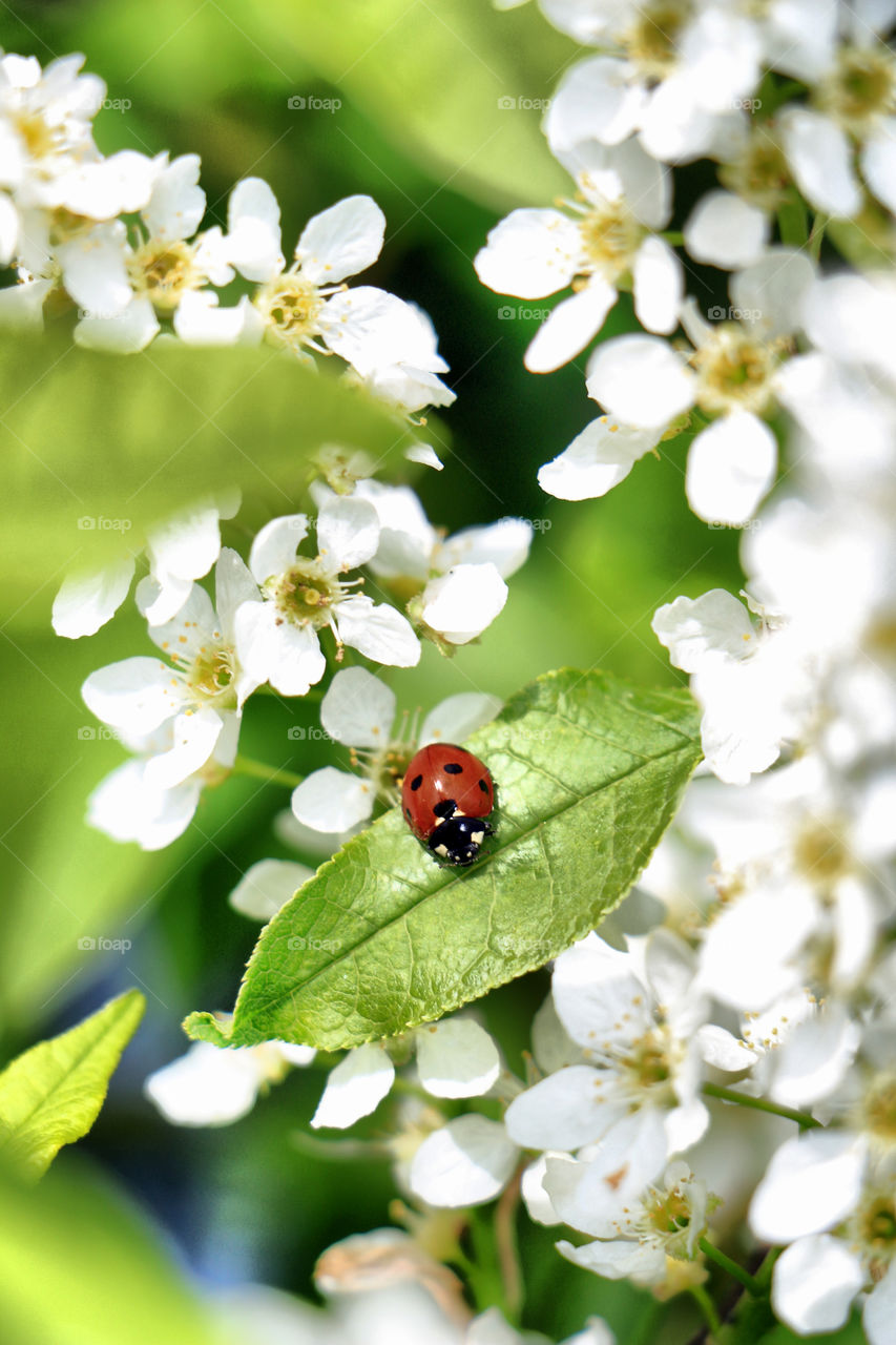 Ladybird on spring flower