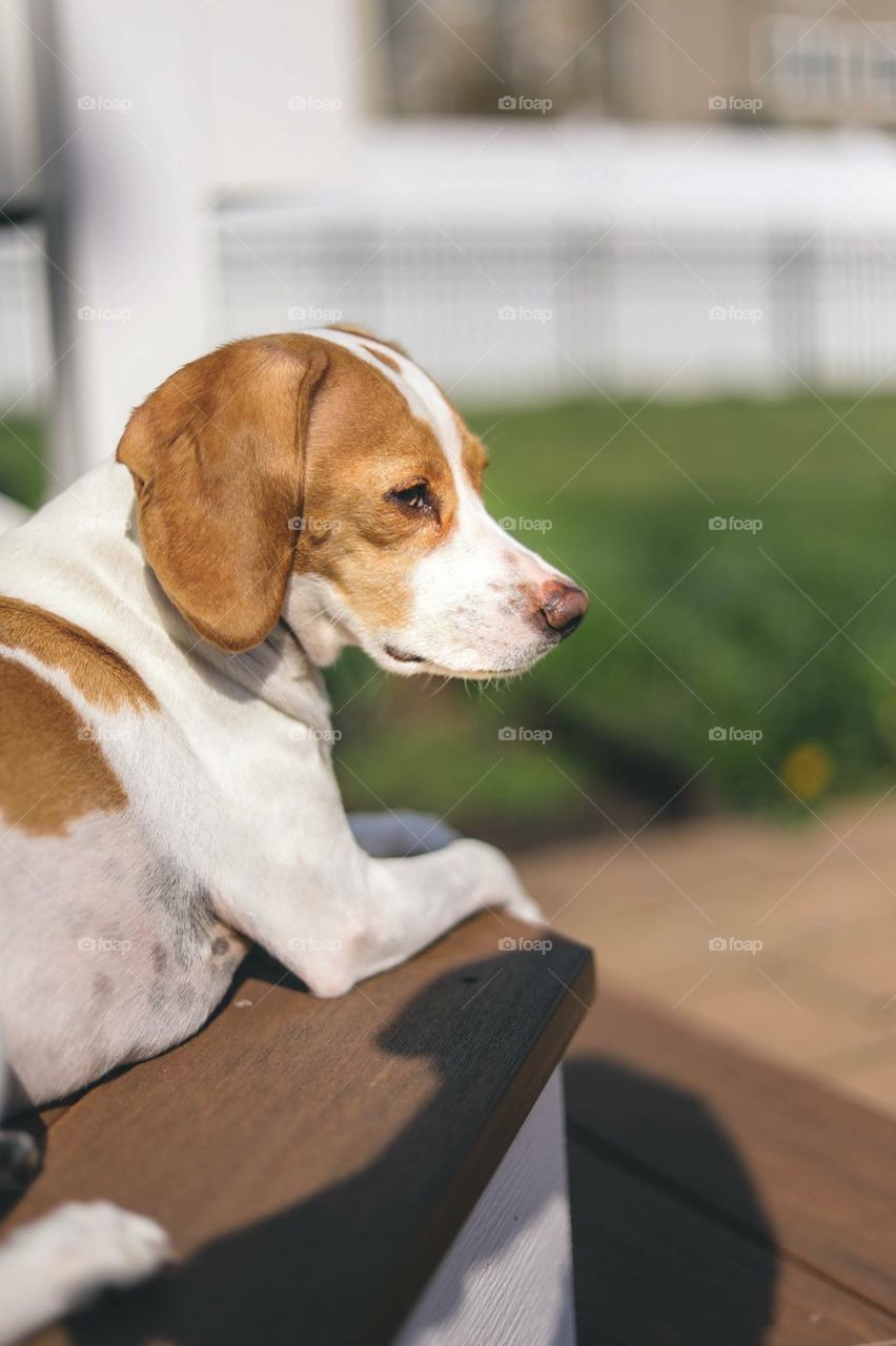 Beagle sitting on step outside looking into the distance