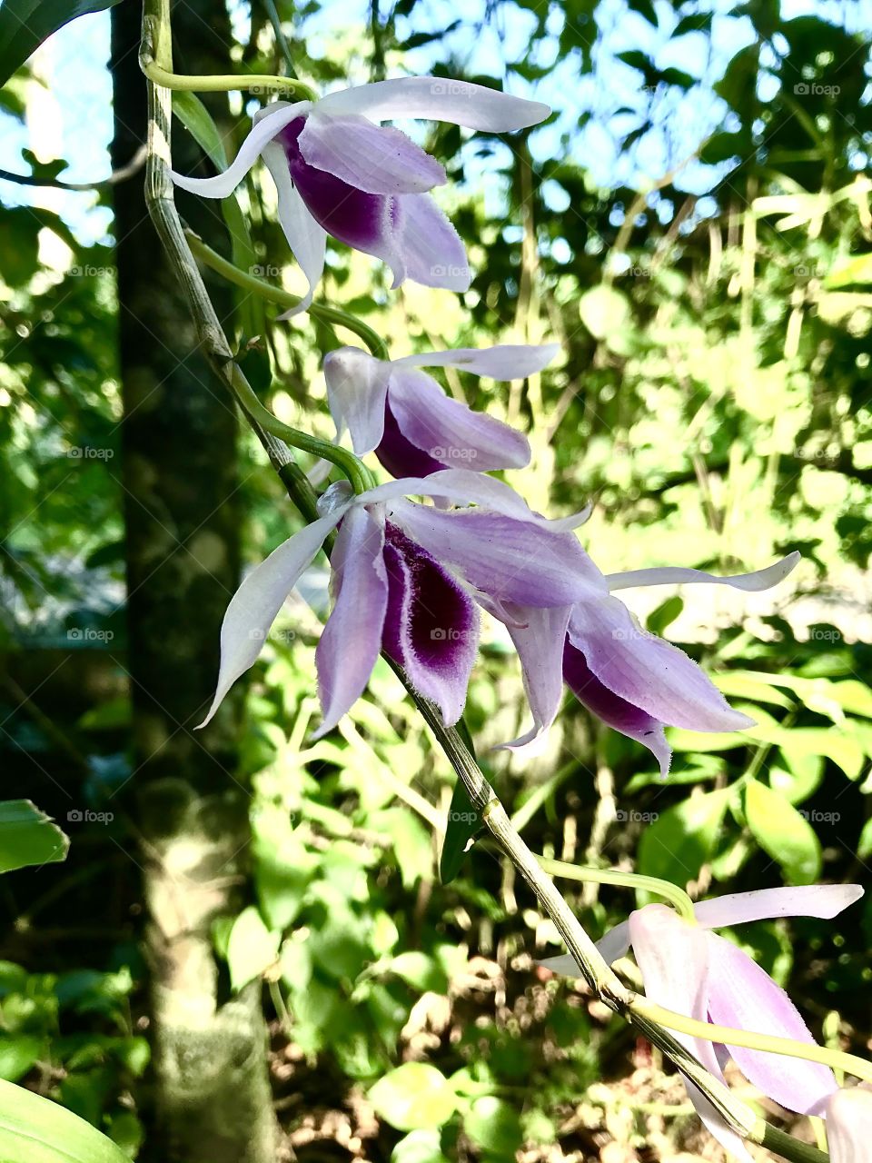 Dendrobium nobile, commonly known as the noble dendrobium, is a member of the family Orchidaceae.