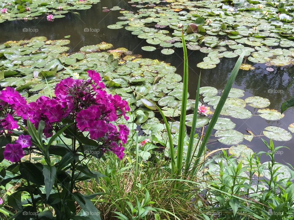 Monet's Water Garden at Giverny