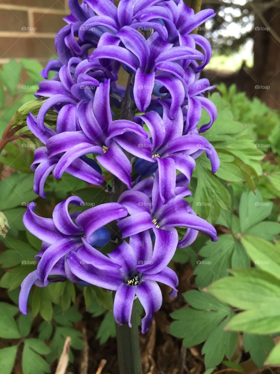 Up close spring purple flower