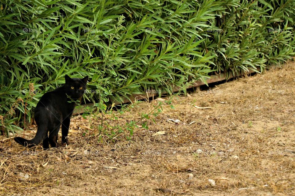 Black cat in its natural habitat