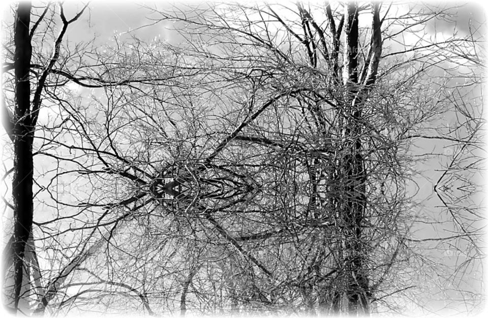 Tree ice reflection
