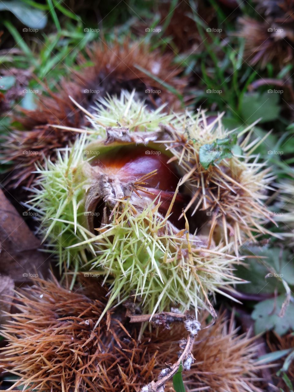 Chestnuts. chestnuts on the ground