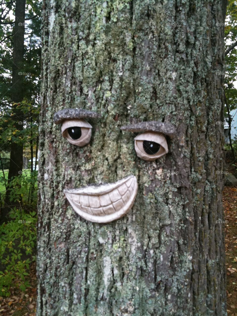 Tree face