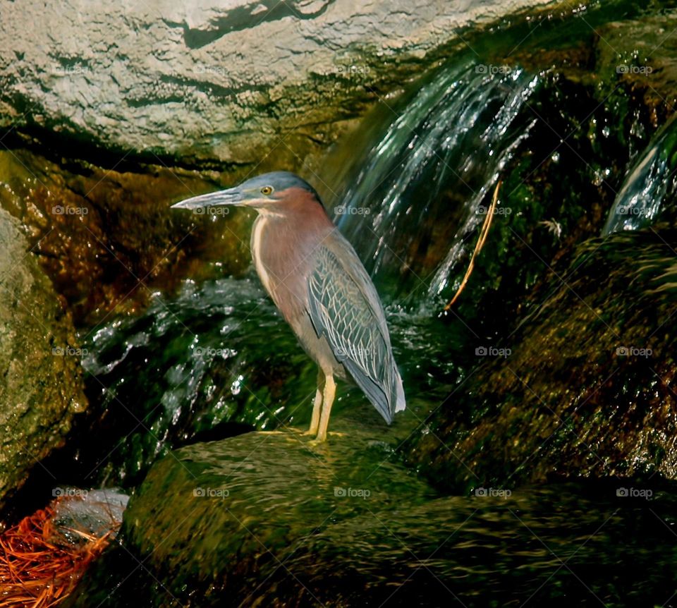Green Heron at the Waterfall