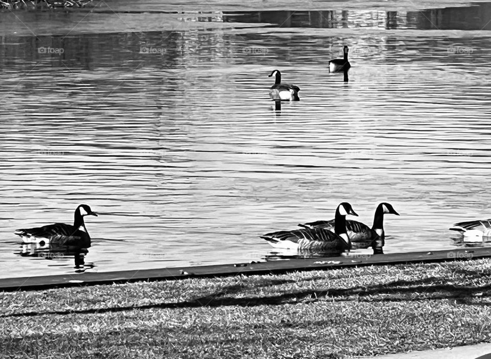 Geese floating on the water
