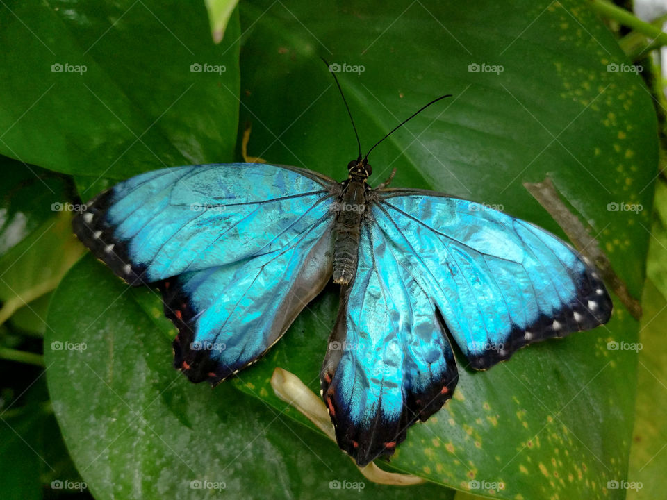 Butterfly, Nature, Insect, Wildlife, No Person