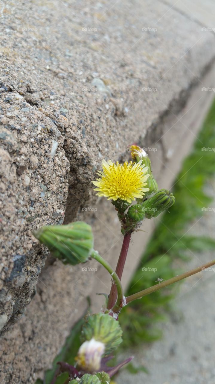 Nature, No Person, Flower, Summer, Leaf