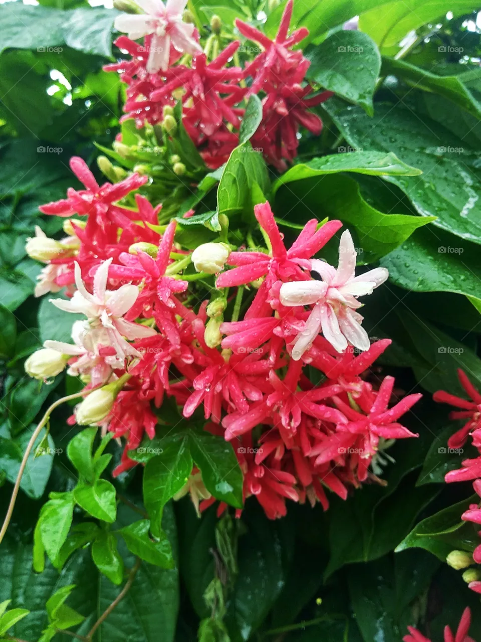 red flower