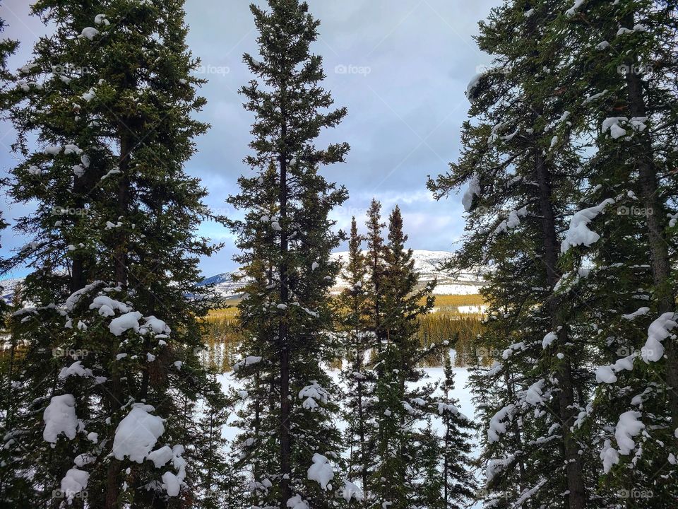 Sunlit mountains peaking through the snowy forest