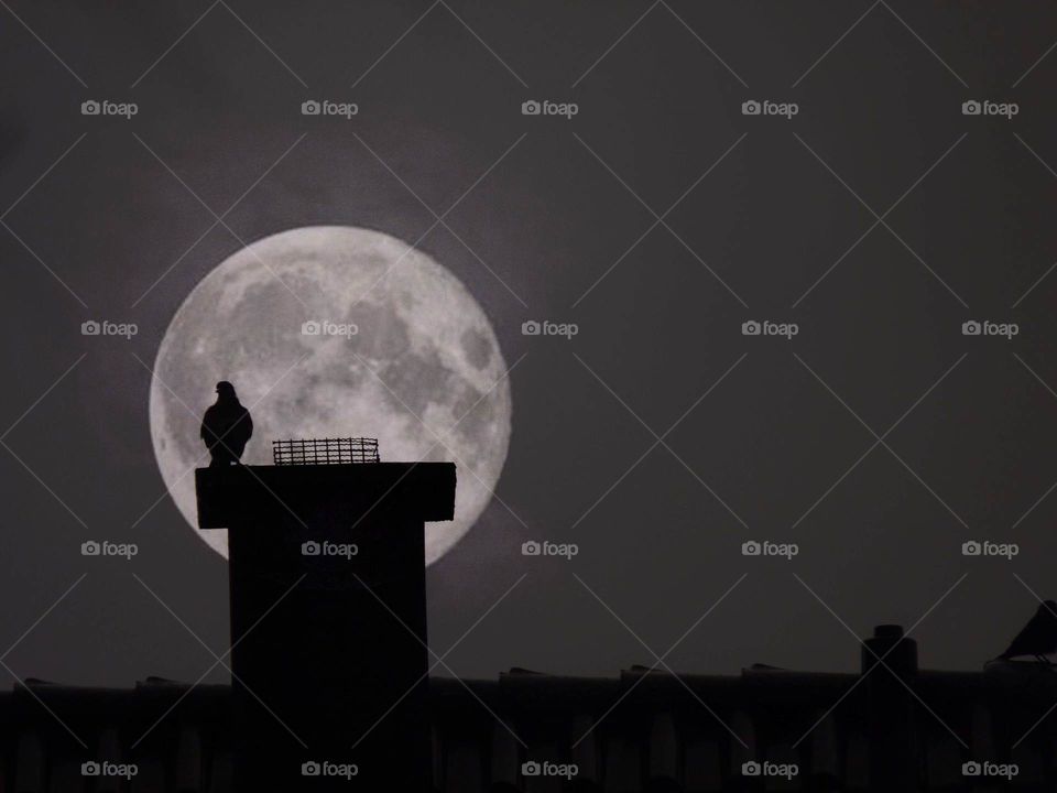 The Bird and the Moon 