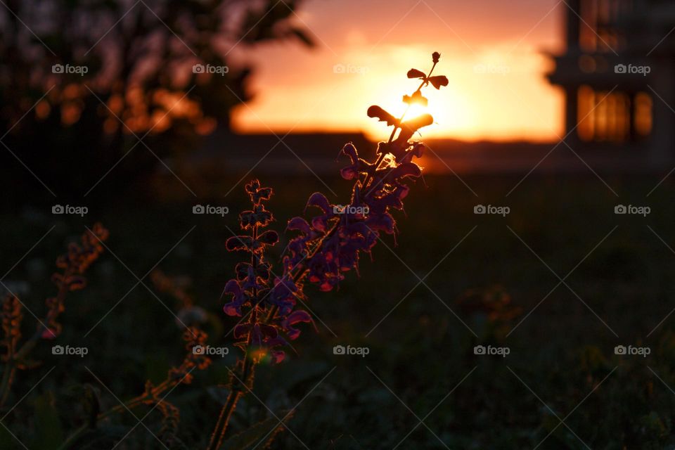 Meadow sage in the sunset