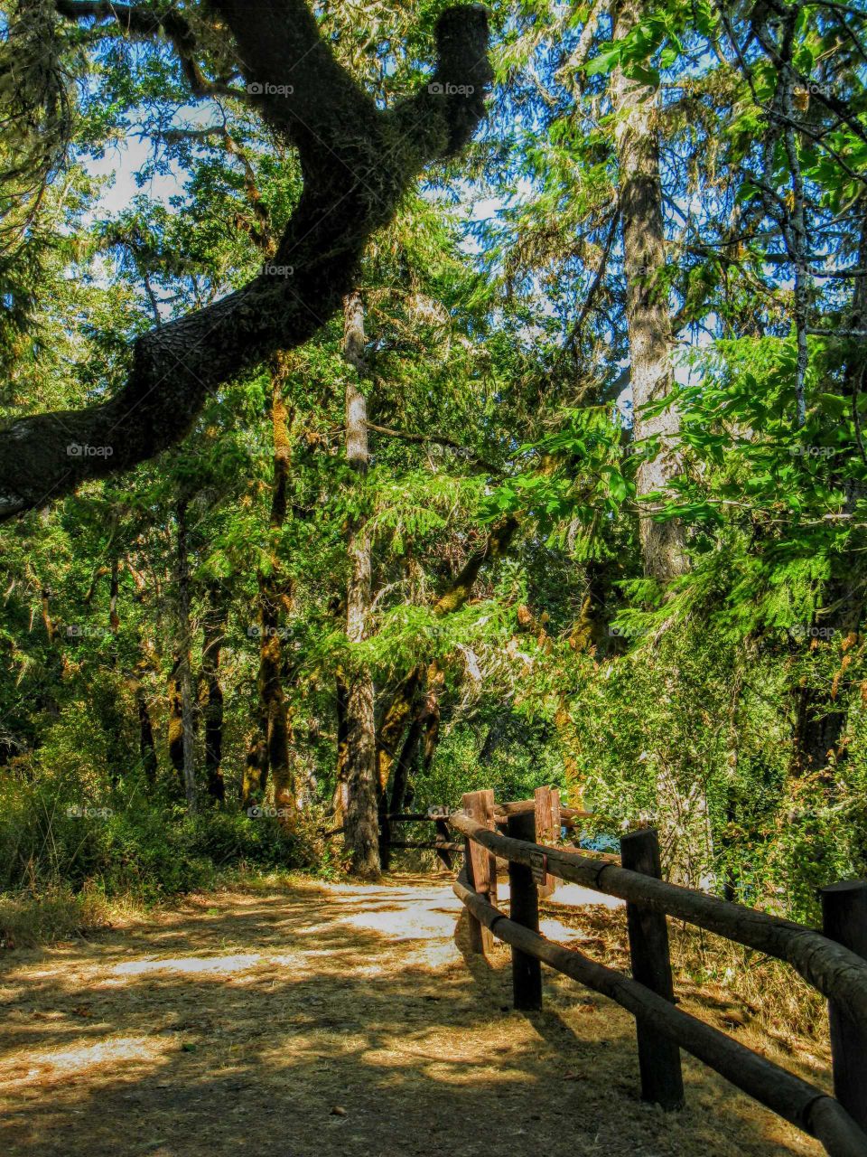 Scerene Forest Pathway "Lush Green Walk"