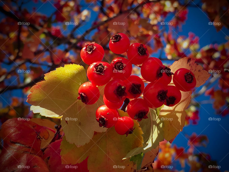 Fall Berries