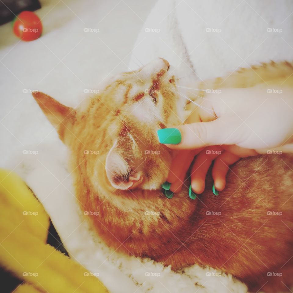 Cat getting massaged