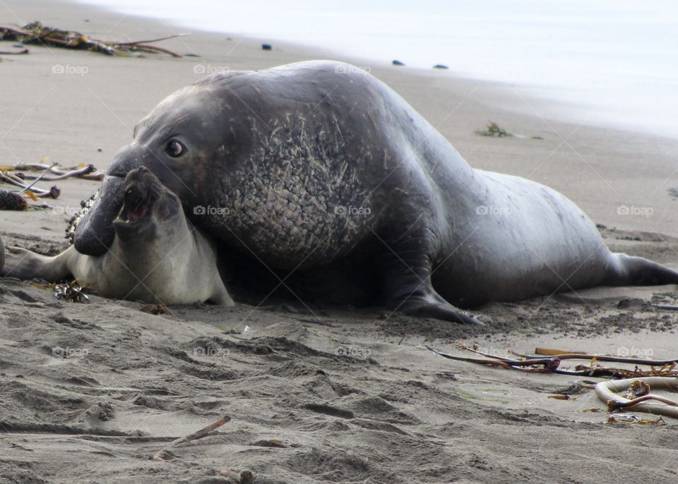 Elephant seal