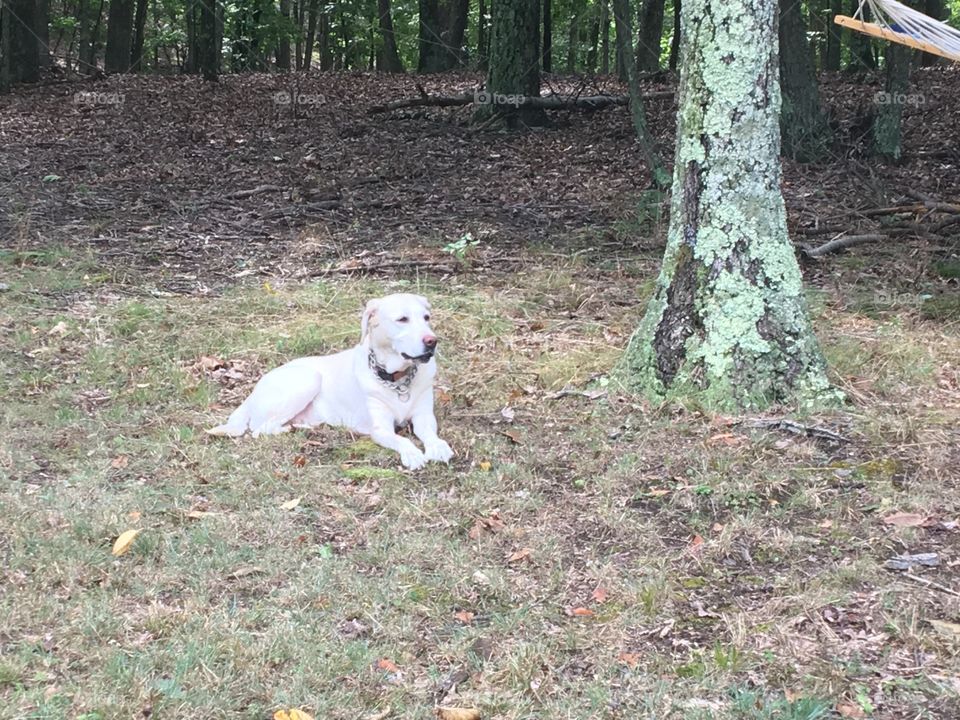Yellow lab sitting in the woods