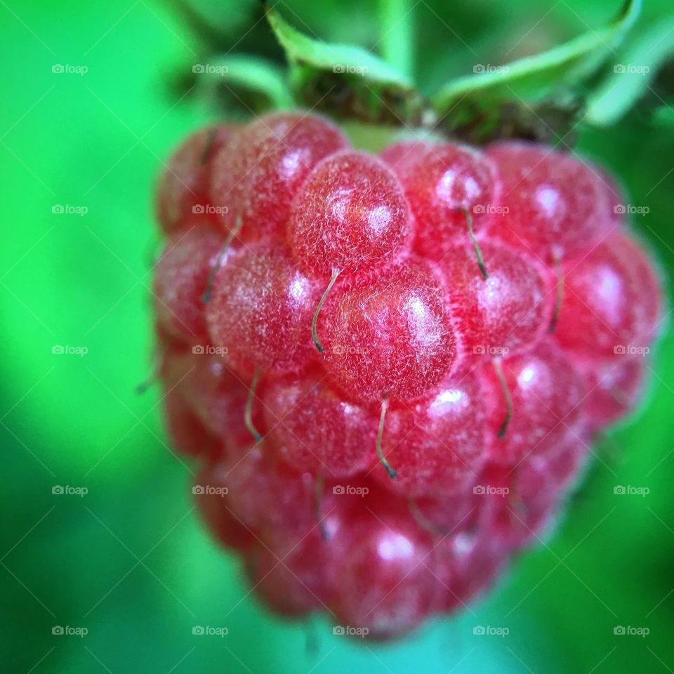 Raspberry 