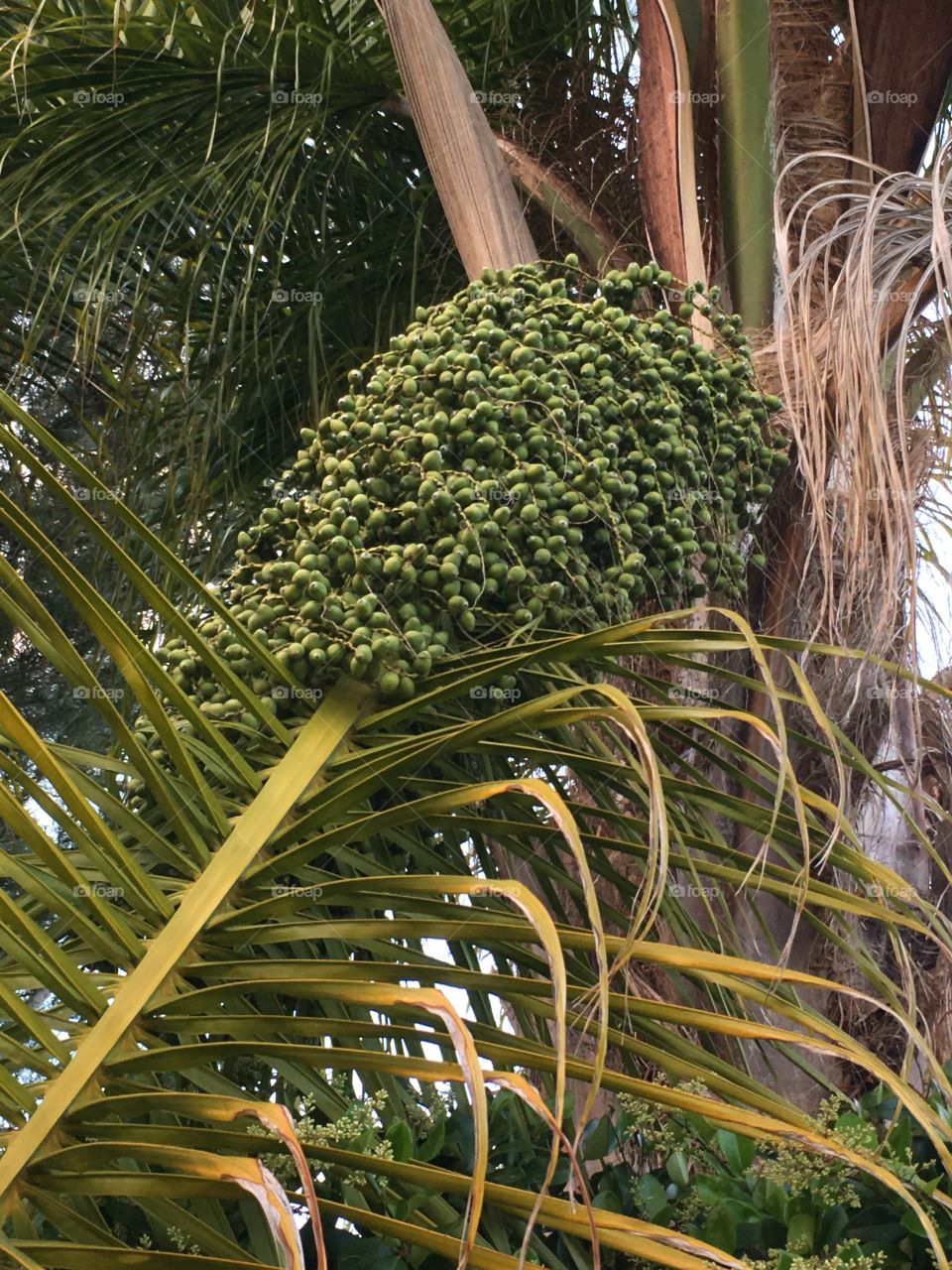 Palm tree seeds