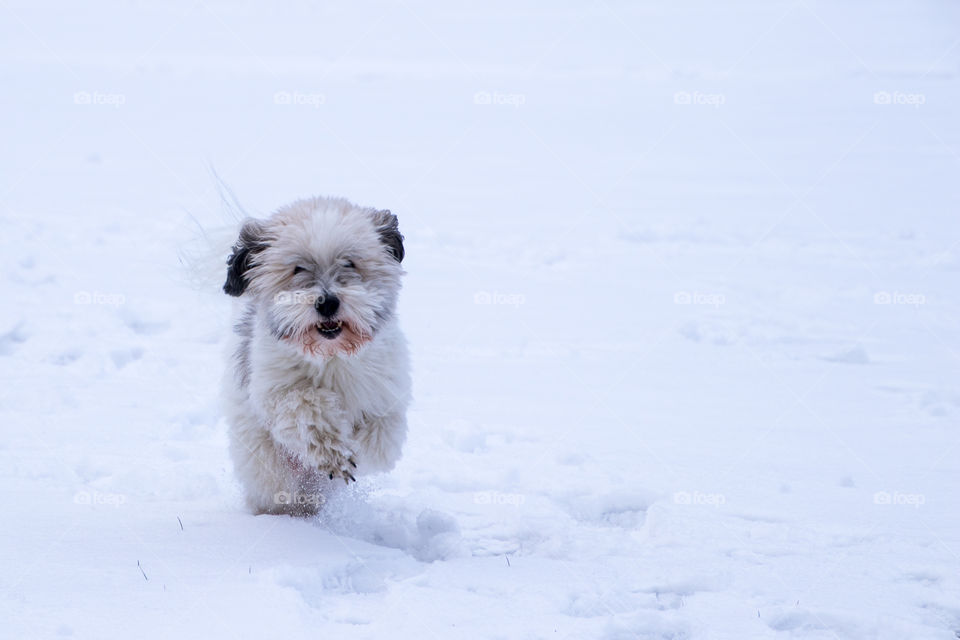coton du Tulear enjoying the snow on a chilly March day.