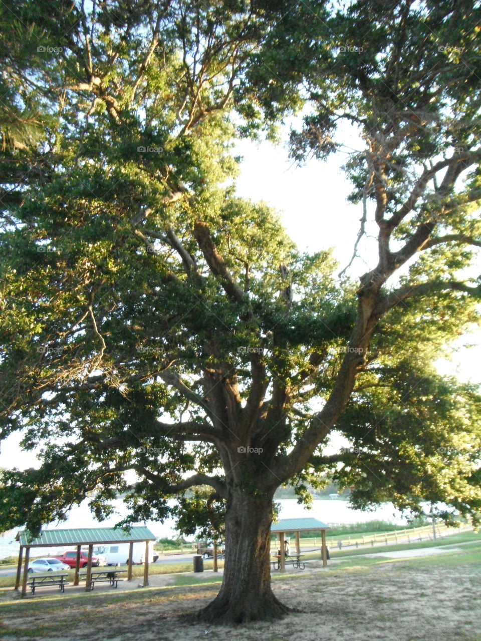 Big tree