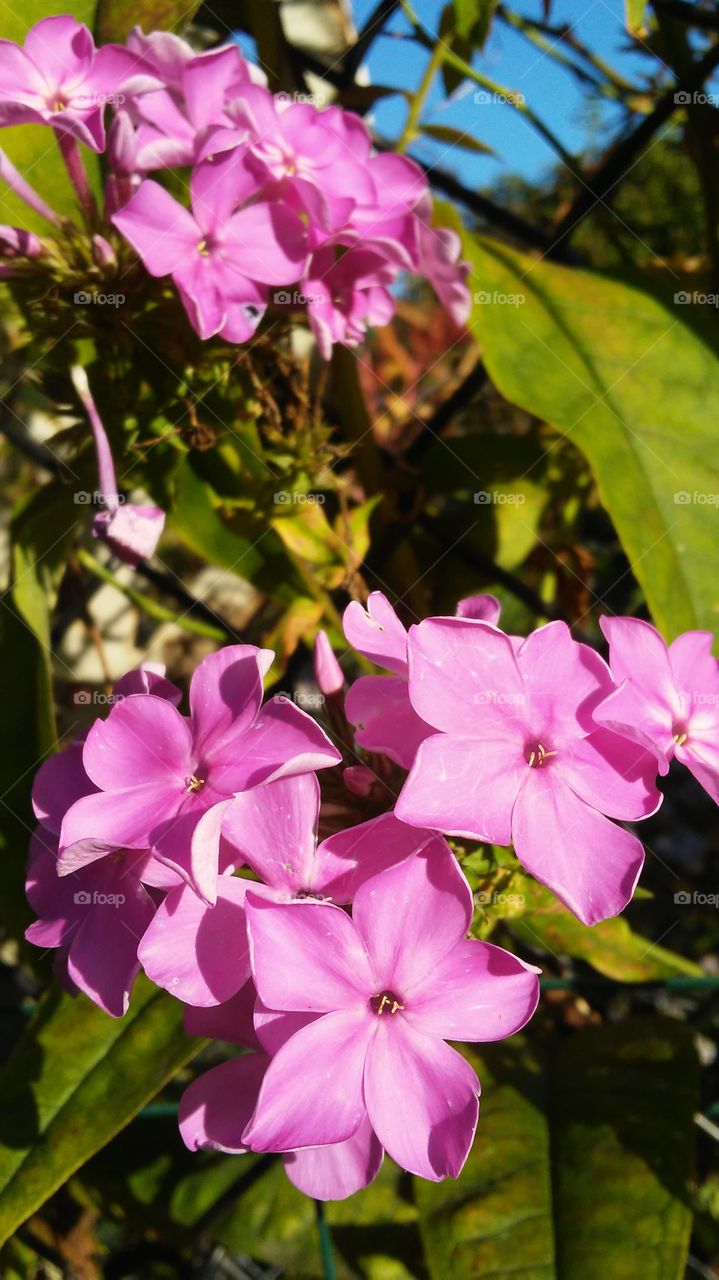 Flower, Nature, Flora, Leaf, Garden