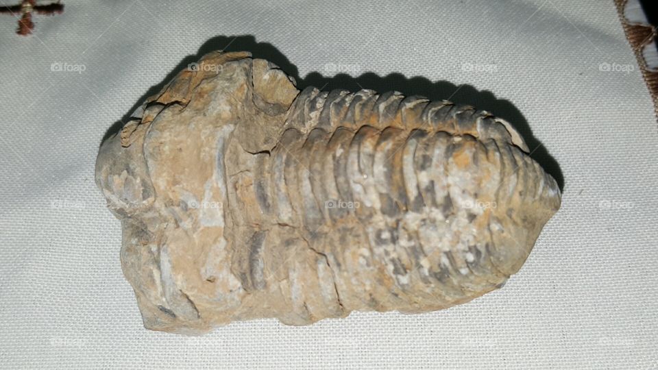 fossil