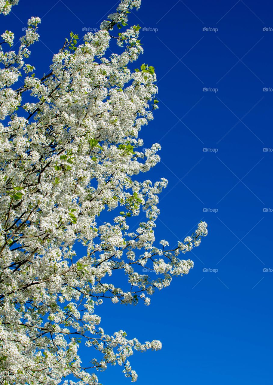 Beautiful Bradford Pear in bloom against clear blue sky