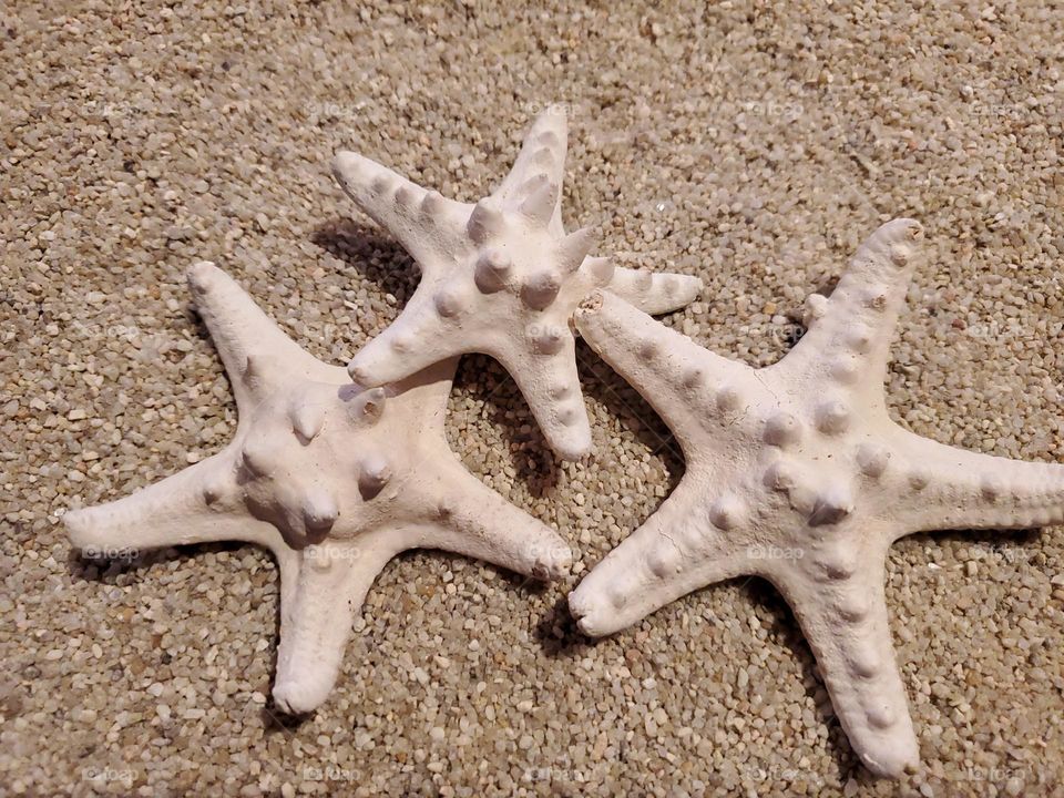 Knobby Starfish on the Sand