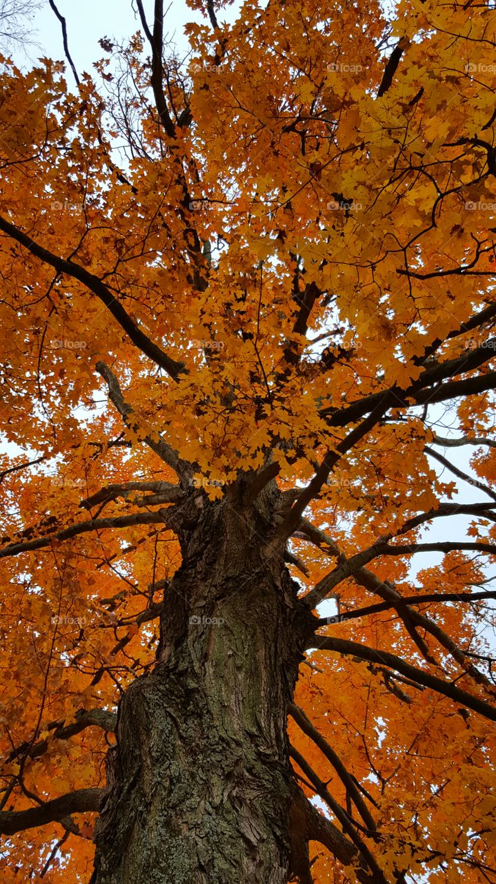 Low angle view of autumn tree