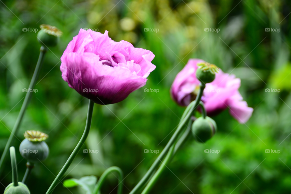 england nature pink flower by Picci