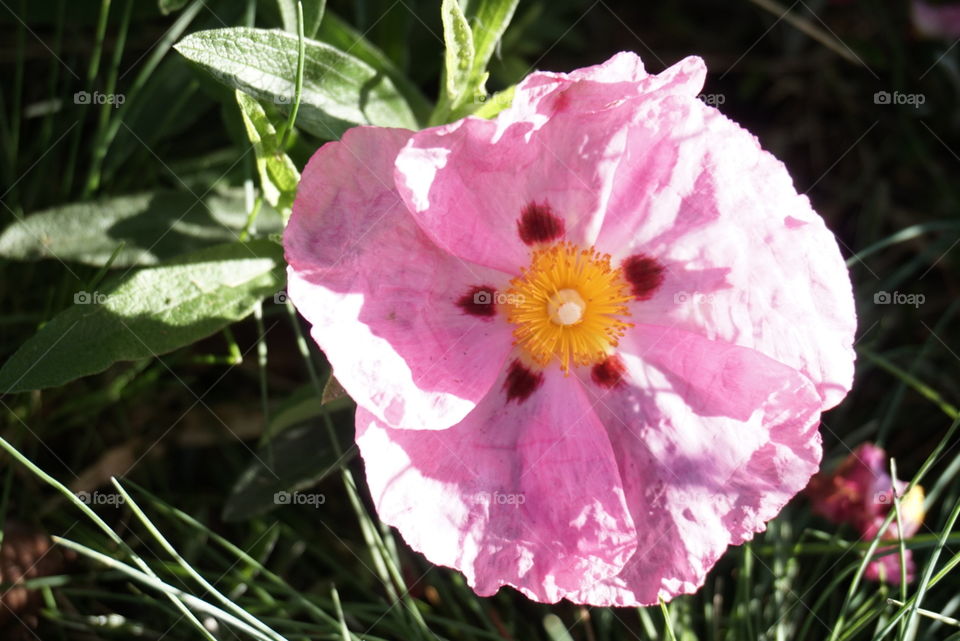 Grey-Leaved Cistus
Cistus Albidus L.
Springs 
California Flower