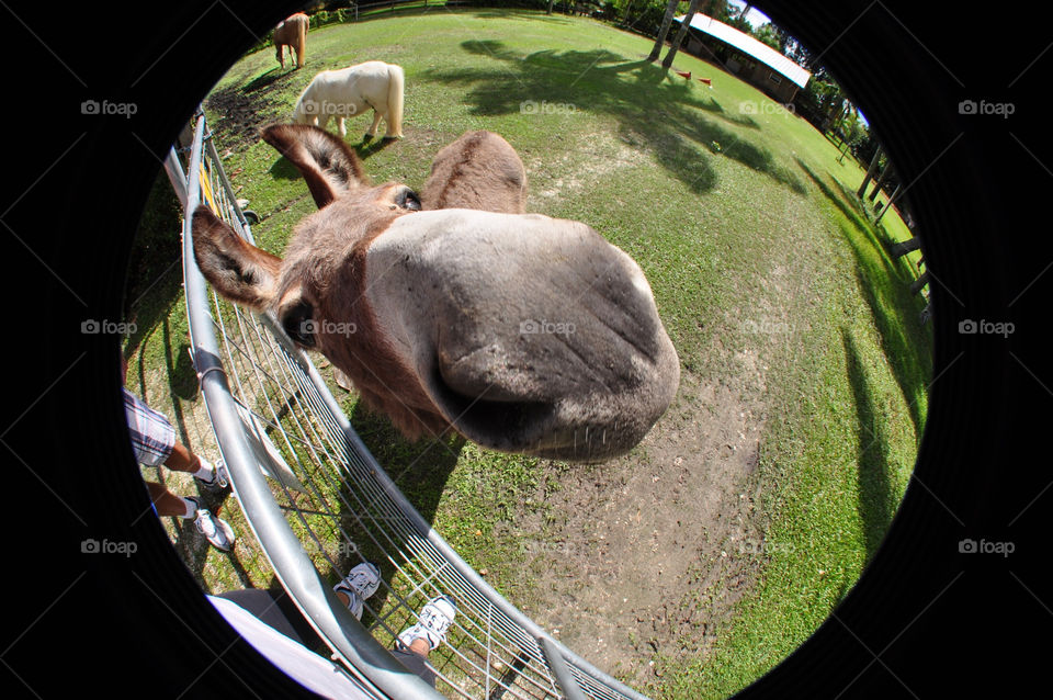 animal pet donkey cooper city by mushjet