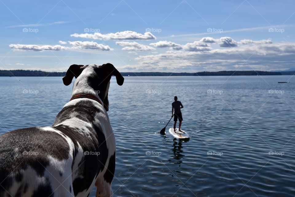 Life guard dog