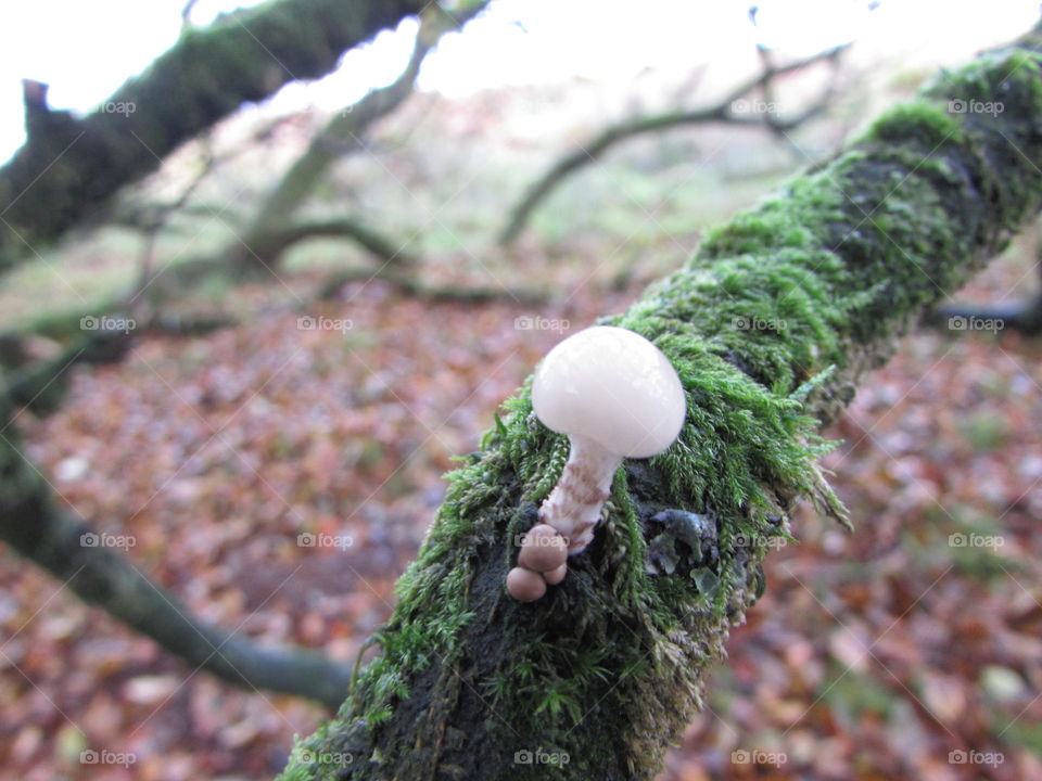 Tiny mushrooms growing on a mossy branch