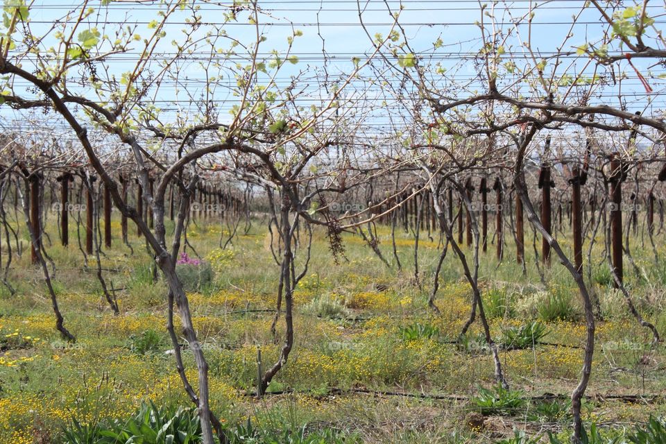 Tree, Nature, Landscape, Season, Flora