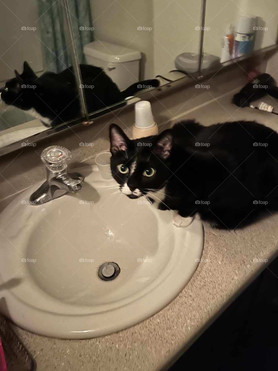 Cat at bathroom sink